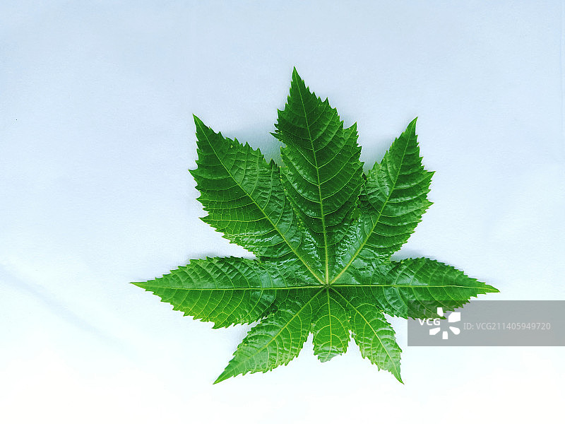 白色纸张上的绿色植物叶子图片素材