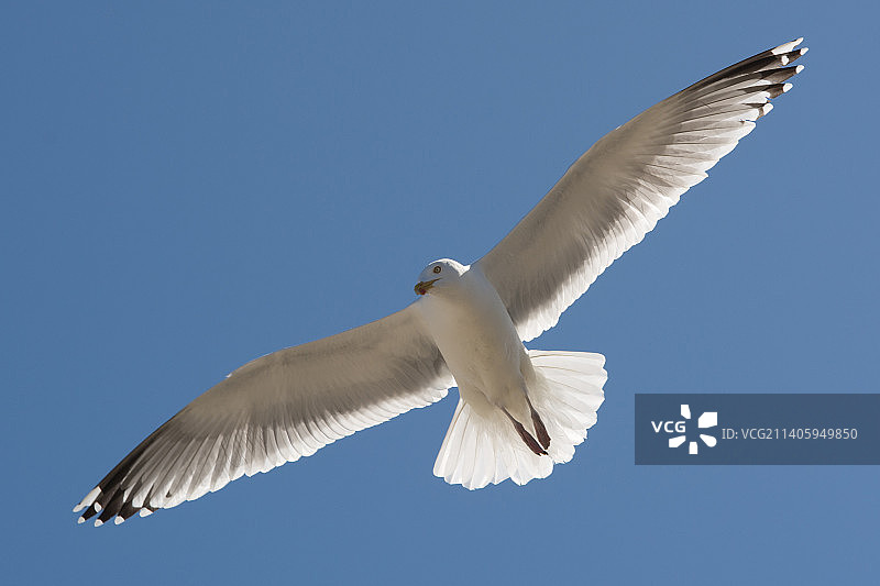 荷兰特塞尔岛，在晴朗的蓝天下飞翔的鲱鸥的仰视图片素材