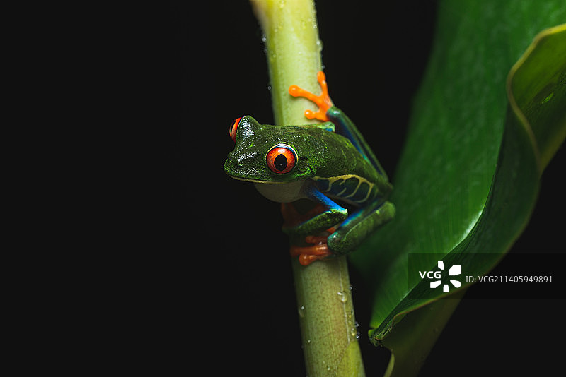 哥斯达黎加阿拉胡埃拉La Fortuna的树枝上红色物体的特写，黑色背景图片素材