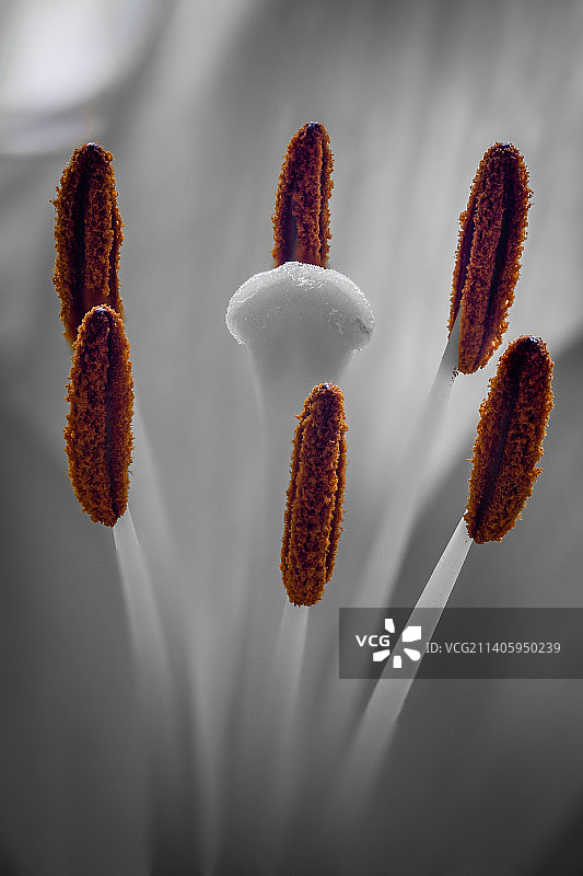 白色开花植物的特写图片素材