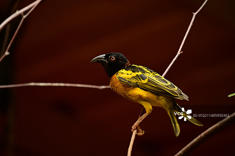 栖息于树枝上的热带鸟类特写，也门图片素材