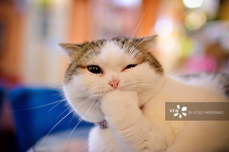 猫的特写肖像图片素材