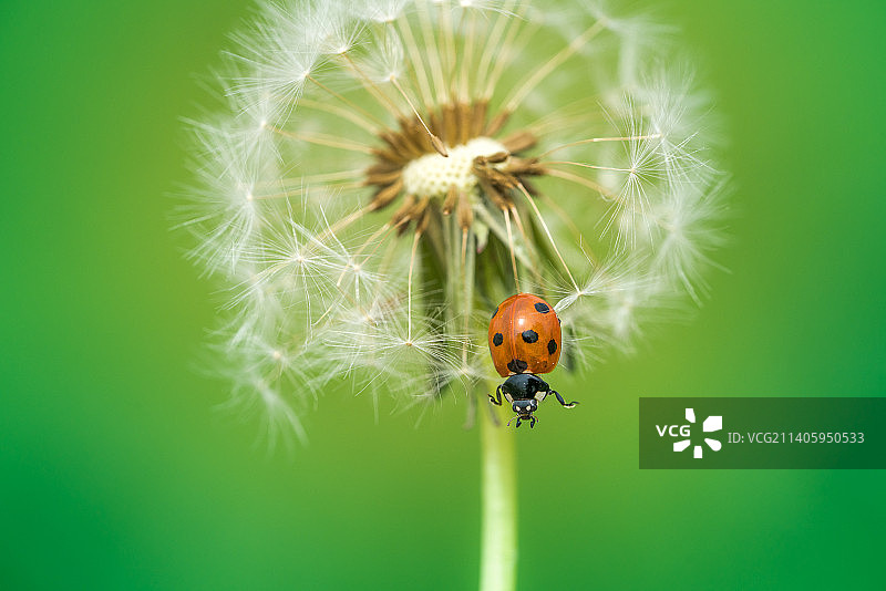 瓢虫在蒲公英上的特写图片素材