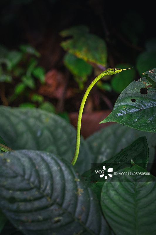 潮湿的植物叶子特写，曼努埃尔·安东尼奥国家公园，哥斯达黎加图片素材