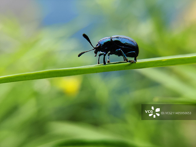 昆虫在植物上的特写图片素材