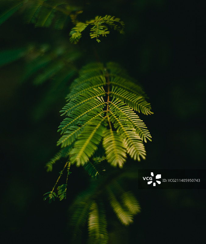 南里奥格兰德州蕨类植物叶子特写，巴西图片素材