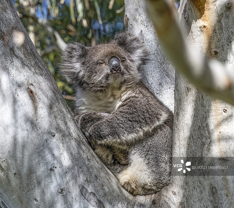树上的考拉特写，澳大利亚南澳大利亚州怀特山谷图片素材