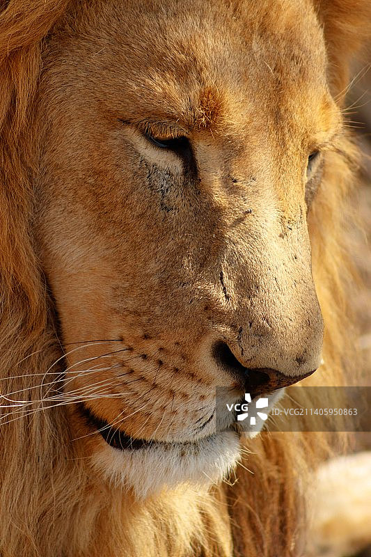 狮子特写图片素材