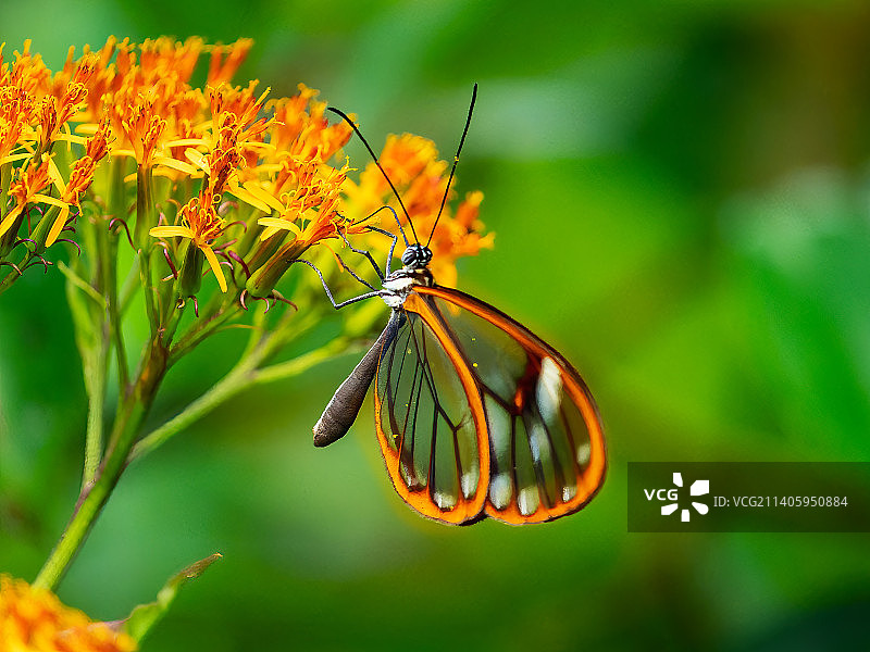 蝴蝶在花朵上采蜜特写，哥斯达黎加图片素材