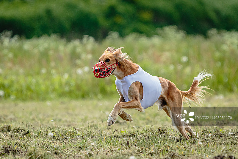 萨路基犬在爱沙尼亚的赛狗比赛中快速奔跑追逐诱饵图片素材