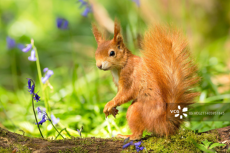 松鼠在田野上，英国怀特岛图片素材