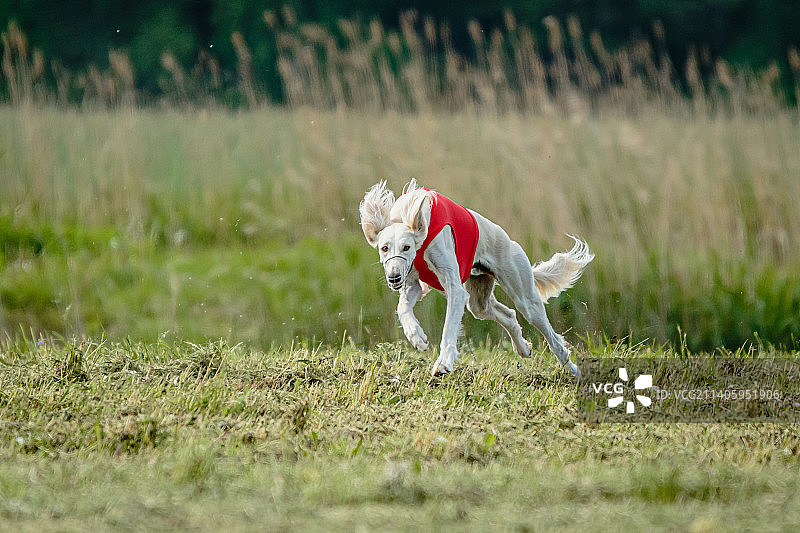 在爱沙尼亚赛场上，身穿红色衬衫的萨路基犬追逐诱饵图片素材