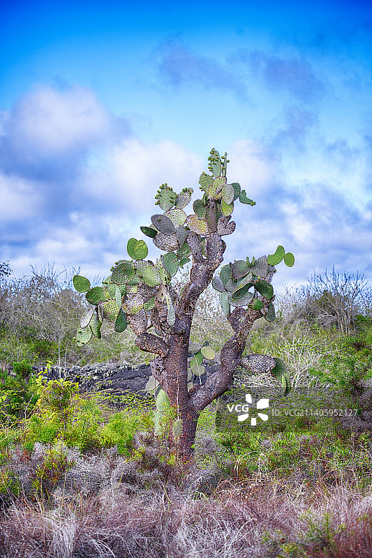 厄瓜多尔蓝天下树木的低角度景观图片素材