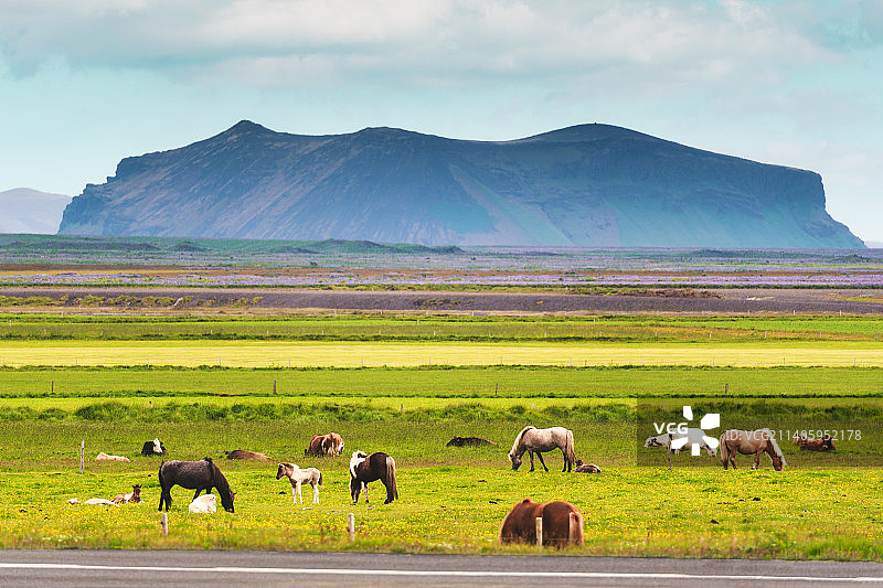 冰岛马与牛图片素材