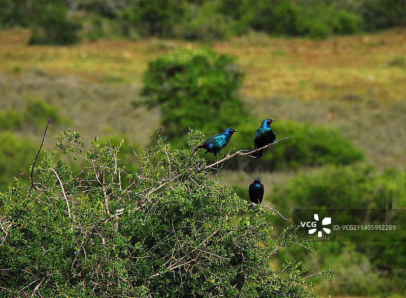 栖息在巢中的两只鸟，南非图片素材