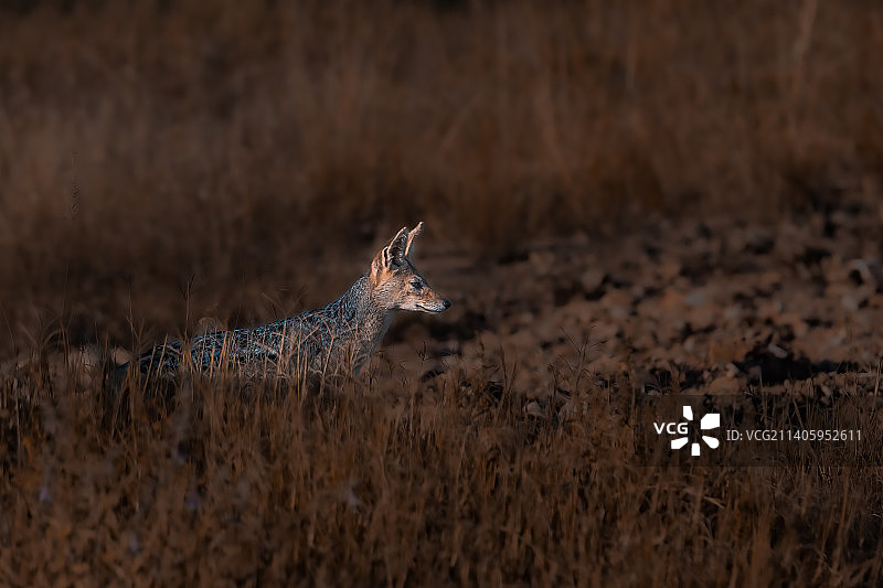 肯尼亚田野上站立的鹿的侧面图片素材