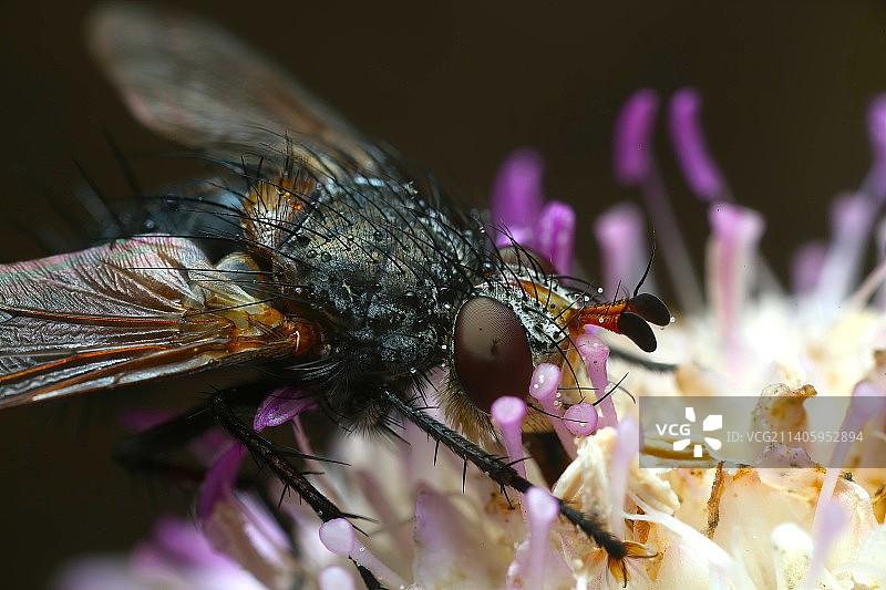 花朵上的昆虫特写图片素材