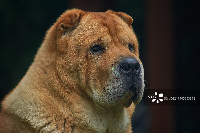 鲨鱼远眺特写图片素材