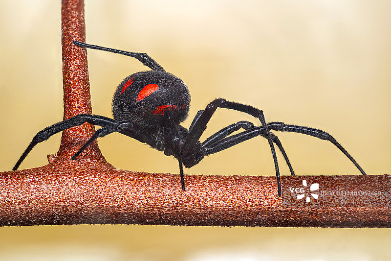 意大利萨萨里省金属上的蜘蛛特写图片素材