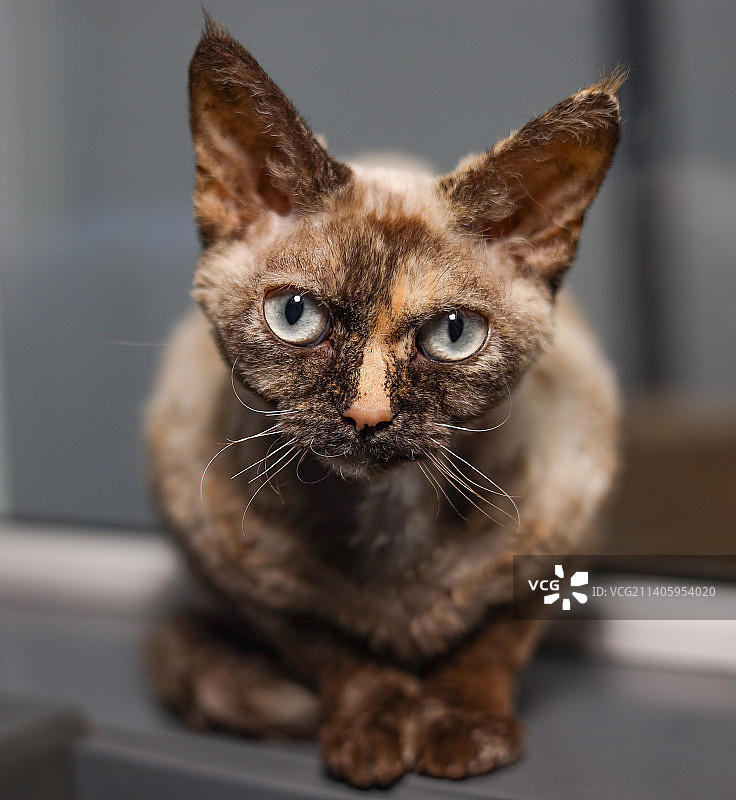 荷兰虎斑猫特写图片素材