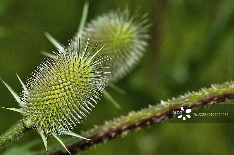 美国拉巴格森林的植物特写图片素材