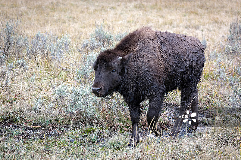 美国野牛幼崽在黄石国家公园漫步，怀俄明州，美国图片素材