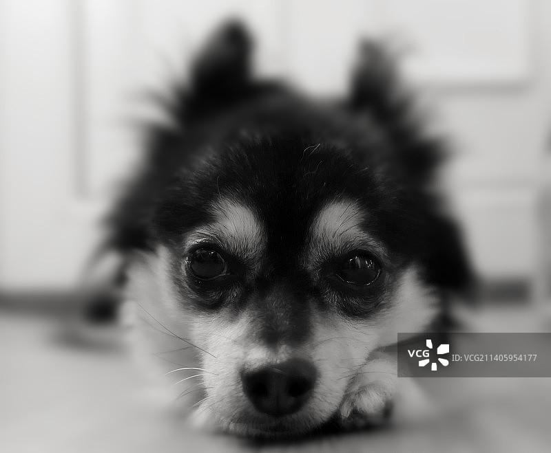 家中吉娃娃犬的特写图片素材