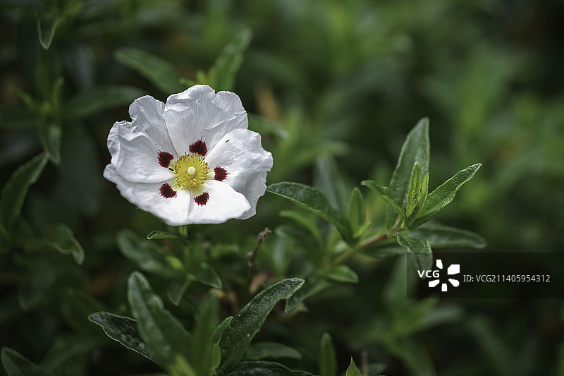 英国东格林斯特德花园中盛开的白色半日花图片素材