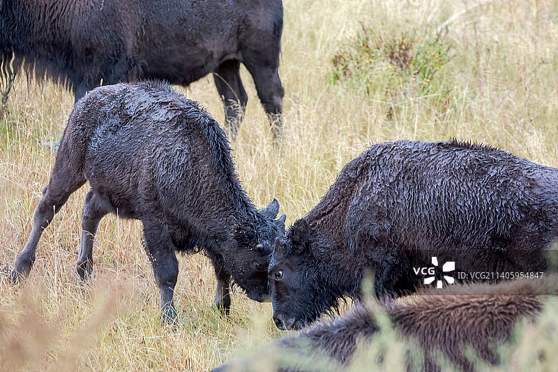 幼年美洲野牛在黄石国家公园嬉戏打闹，美国图片素材