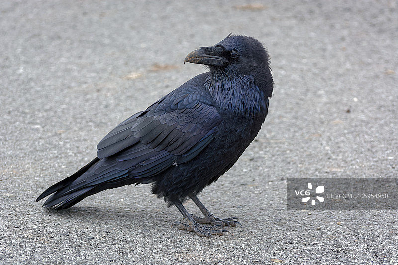 回头的普通渡鸦，美国怀俄明州图片素材