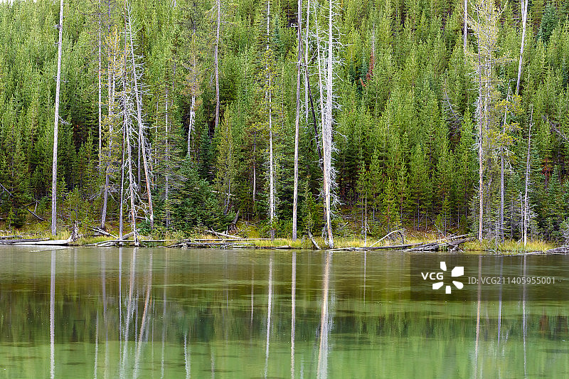 黄石湖中枯树的倒影图片素材