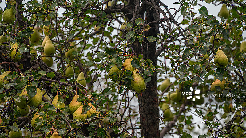 结满果实的梨树图片素材