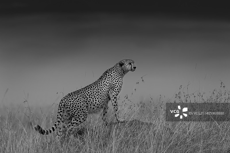 猎豹站在草地上的侧面图图片素材