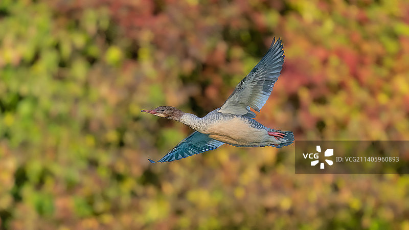 英国特尔福德，飞过田野的鸭子特写图片素材