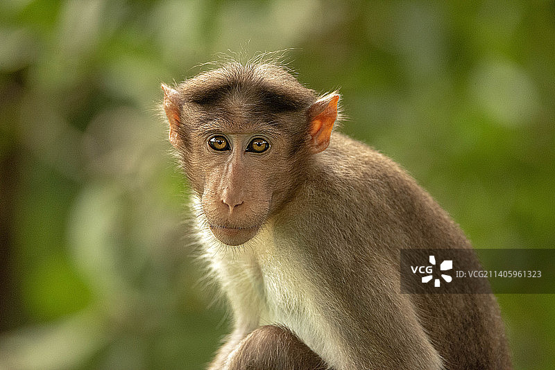 坐在田野里的猕猴特写图片素材
