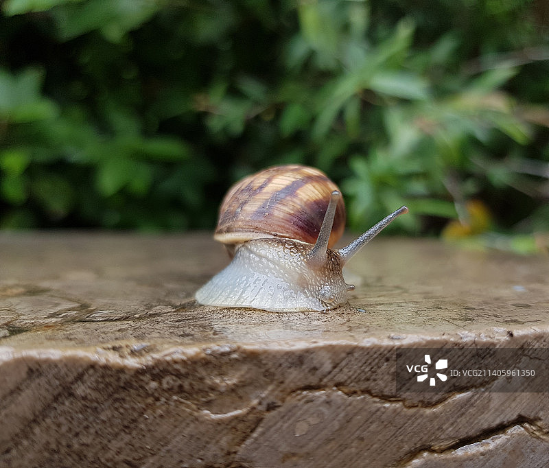 特写的蜗牛图片素材