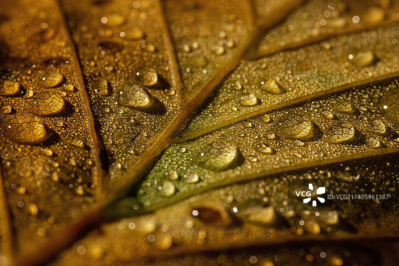 湿叶子的全画幅照片图片素材