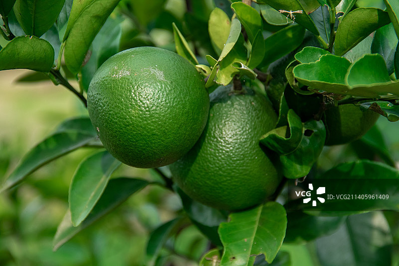 树上生长的柠檬特写图片素材
