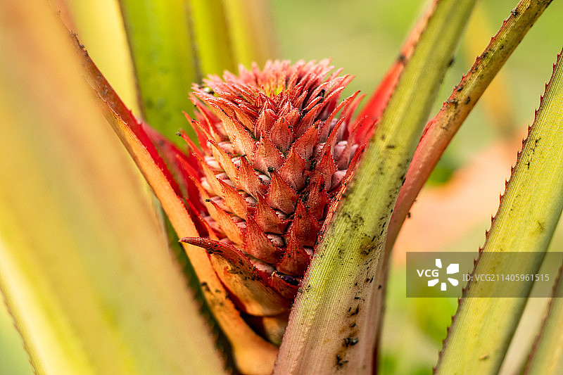 菠萝是多汁且芬芳的热带水果（孟加拉国）图片素材