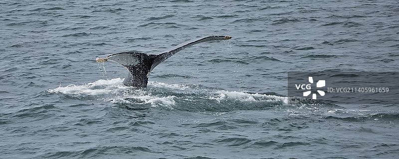 高角度拍摄：在美国马萨诸塞州海中游泳的海豚图片素材