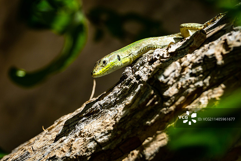 意大利塔兰托省树干上的壁虎特写图片素材