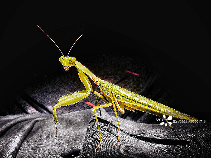 停在树叶上的蝴蝶，印度尼西亚图片素材