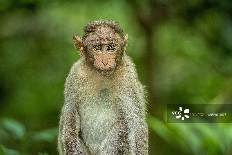 猕猴坐在岩石上的肖像图片素材
