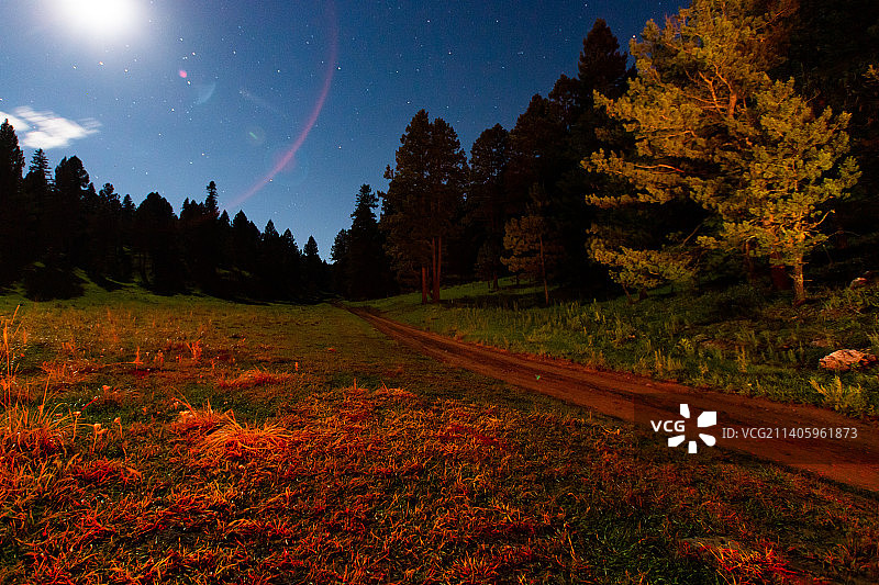 夜晚田野上映衬天空的树木图片素材