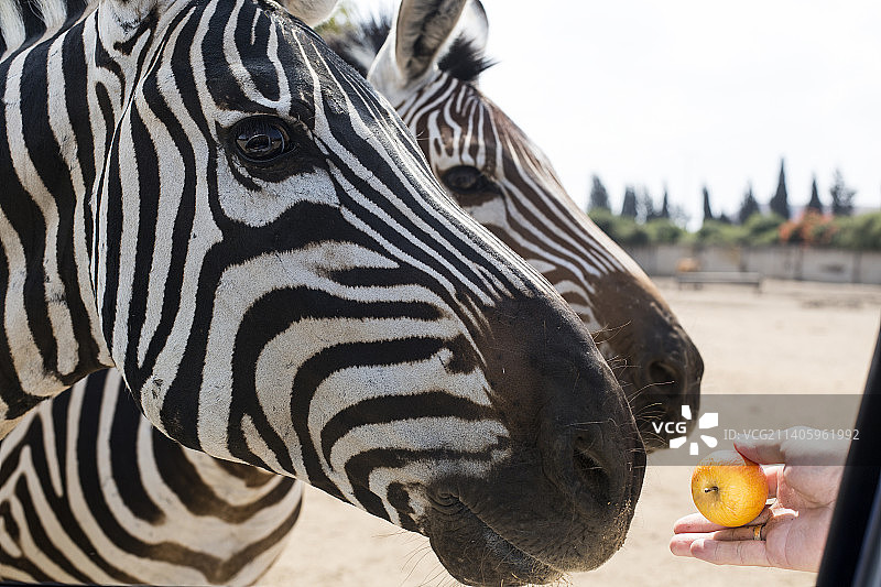 两只斑马和苹果Safari浏览器，以色列拉马特甘图片素材
