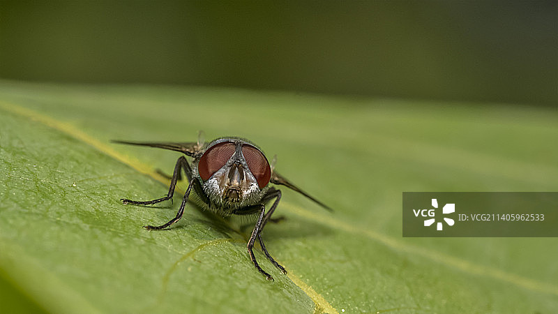 叶子上的昆虫特写，布加勒斯特，罗马尼亚图片素材
