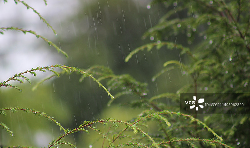 雨季中潮湿的植物叶子特写图片素材