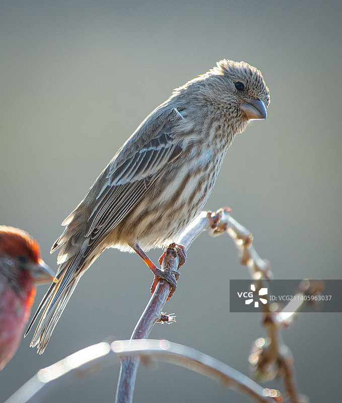 栖息在树枝上的雀鸟特写图片素材