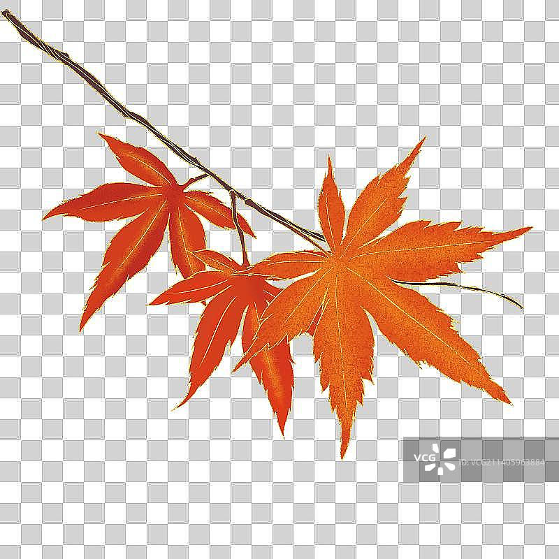 红枫叶图片素材