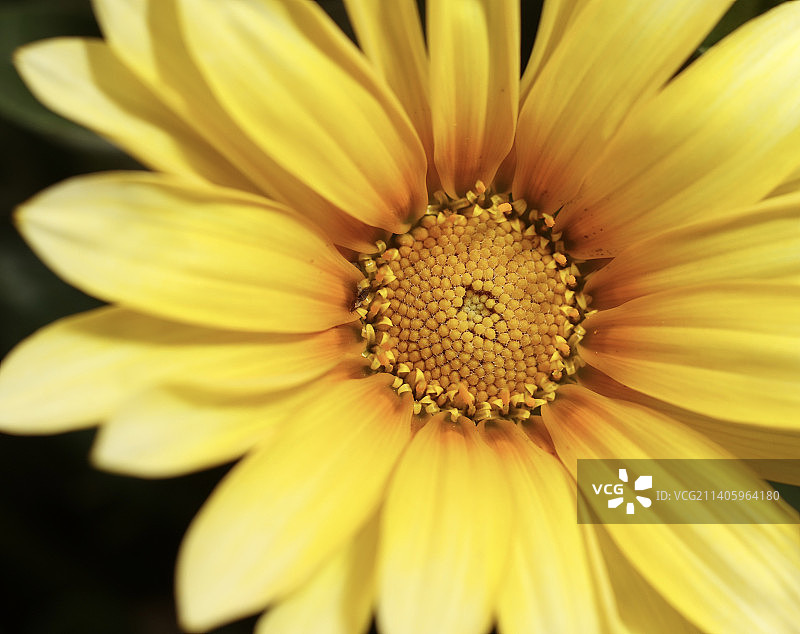 加州中心埃尔宝藏花特写图片素材